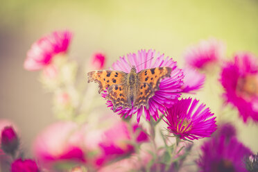 Schmetterling auf der Blüte einer rosa Aster sitzend - SARF000890