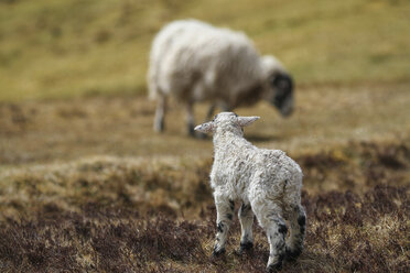 UK, Schottland, Isle of Skye, Quiraing, Schafe auf einer Wiese - DLF000009