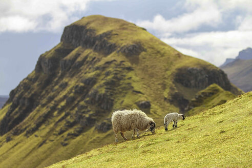 UK, Schottland, Isle of Skye, Quiraing, Schafe auf einer Wiese - DLF000010