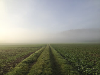 Field in morning fog near Tuebingen, Germany - LVF002036