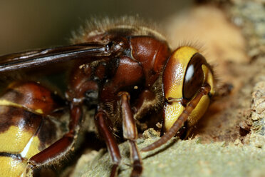 European hornet, Vespa crabro - MJOF000821