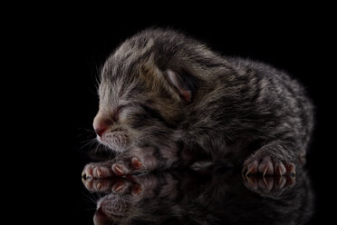 Tabby-Kätzchen, Felis Silvestris Catus, schlafend auf schwarzem Hintergrund - MJOF000823
