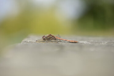 Gemeine Heidelibelle, Sympetrum striolatum - MJOF000824