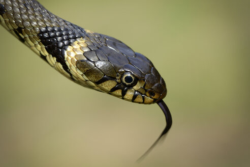 Porträt einer Ringelnatter, Natrix Natrix, Nahaufnahme - MJOF000825