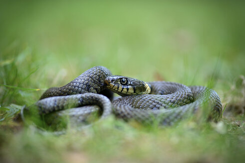 Ringelnatter, Natrix Natrix, liegend auf einer Wiese - MJOF000826