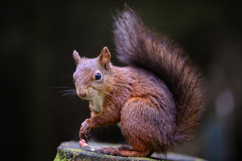 Porträt des eurasischen roten Eichhörnchens, Sciurus vulgaris - MJOF000829