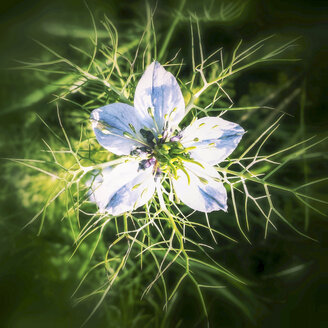 Love-in-a-mist - SARF000896