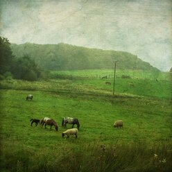Schafe und Pferde auf der Weide - DWIF000255