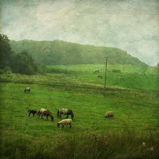 Sheep and horses on pasture - DWIF000255