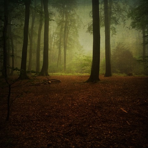 Buchenwald im Nebel, lizenzfreies Stockfoto