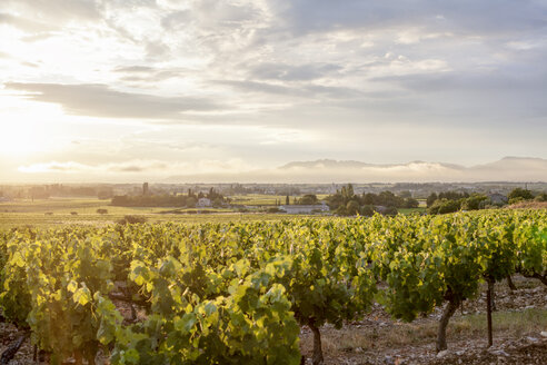 France, Villes-sur-Auzon, Vineyard - MKL000037