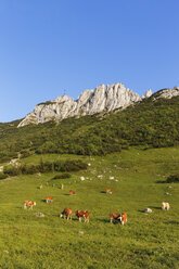 Germany, Bavaria, Upper Bavaria, Chiemgau Alps, Aschau im Chiemgau, Kampenwand and Steinlingalm, herd of cows - SIEF006094