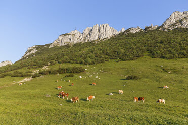 Germany, Bavaria, Upper Bavaria, Chiemgau Alps, Aschau im Chiemgau, Kampenwand and Steinlingalm, herd of cows - SIEF006095