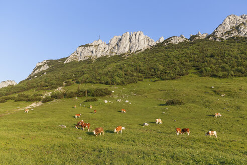 Deutschland, Bayern, Oberbayern, Chiemgauer Alpen, Aschau im Chiemgau, Kampenwand und Steinlingalm, Kuhherde - SIEF006095