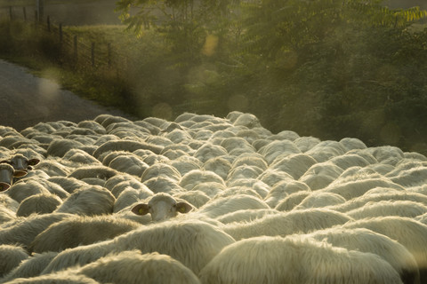 Italy, Tuscany, flock of sheep on a road stock photo