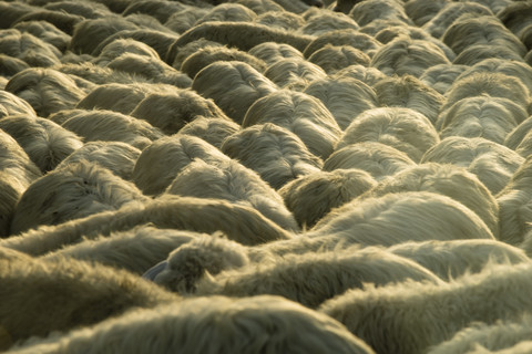 Italien, Toskana, Schafherde auf einer Straße, lizenzfreies Stockfoto