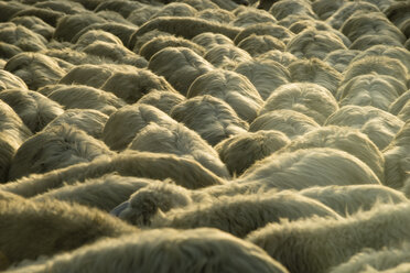 Italy, Tuscany, flock of sheep on a road - MYF000588