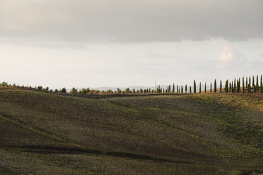 Italien, Toskana, Provinz Siena, Crete Senesi, Blick auf eine von Zypressen gesäumte Allee - MYF000592