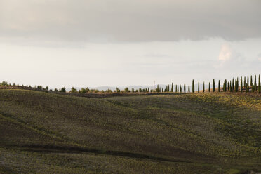 Italy, Tuscany, Siena Province, Crete Senesi, View to avenue lined by cypress trees - MYF000592