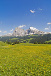 Italien, Südtirol, Seiser Alm, Blick auf Langkofel und Plattkofel, Blumenwiese - UMF000718