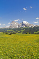 Italy, South Tyrol, Seiser Alm, View to Langkofel and Plattkofel, field of flowers - UMF000718