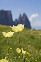 Italien, Südtirol, Seiser Alm, Alpenflockenblume, Pulsatilla alpina - UMF000722