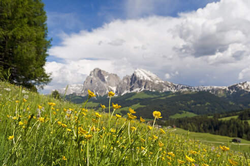 Italien, Südtirol, Kugelblumen, Trollius europaeus, Langkofel und Plattkofel im Hintergrund - UMF000727