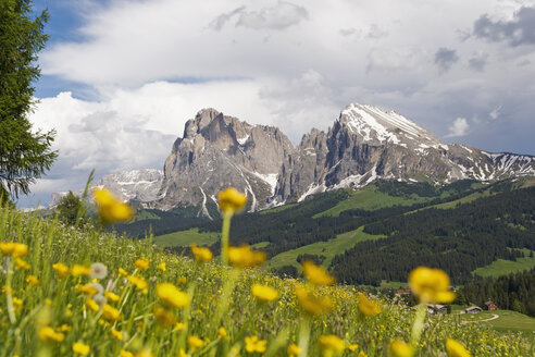 Italien, Südtirol, Kugelblumen, Trollius europaeus, Langkofel und Plattkofel im Hintergrund - UMF000728