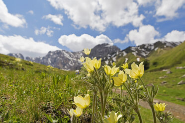 Italien, Südtirol, Seiser Alm, Alpenflockenblume, Pulsatilla alpina - UMF000729