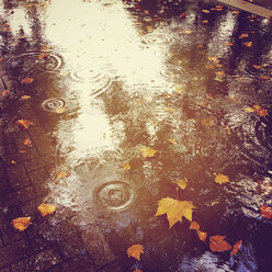 Puddle on pavement with utumn leaves - GWF003194