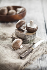 Brown button mushrooms, Agaricus, on tree pits and jute - SBDF001347