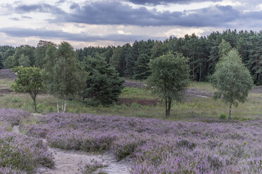 Deutschland, Niedersachsen, Gifhorn, Gifhorner Heide - PVCF000124