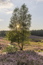 Deutschland, Niedersachsen, Gifhorn, Gifhorner Heide, Birke im Sonnenlicht - PVCF000126