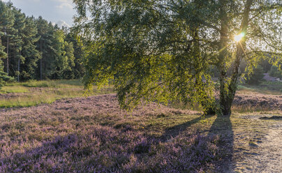 Germany, Lower Saxony, Gifhorn, Gifhorn Heath, Birch tree against the sun - PVCF000127