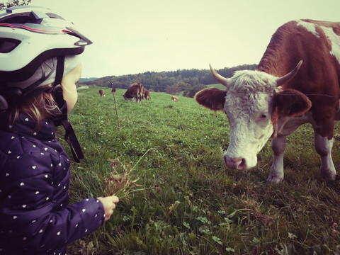 Mädchen füttert Kuh, lizenzfreies Stockfoto