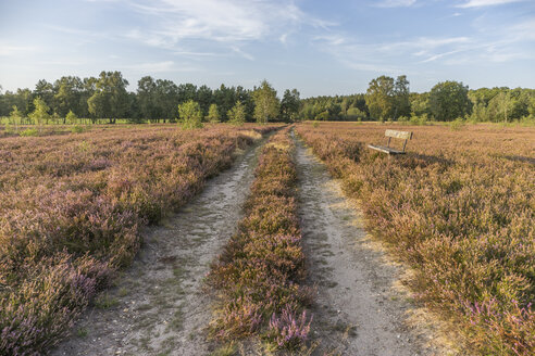 Deutschland, Niedersachsen, Heidekreis, Lüneburger Heide, Bank am Wegesrand - PVCF000119