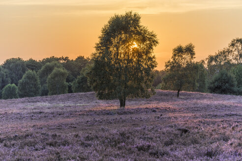 Deutschland, Niedersachsen, Heidekreis, Lüneburger Heide im Abendlicht - PVCF000151