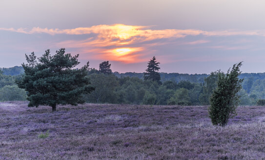 Deutschland, Niedersachsen, Heidekreis, Lüneburger Heide bei Sonnenuntergang - PVCF000128