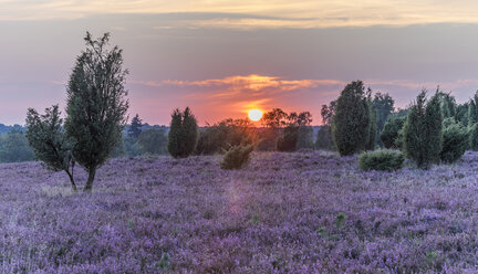 Deutschland, Niedersachsen, Heidekreis, Lüneburger Heide bei Sonnenuntergang - PVCF000129