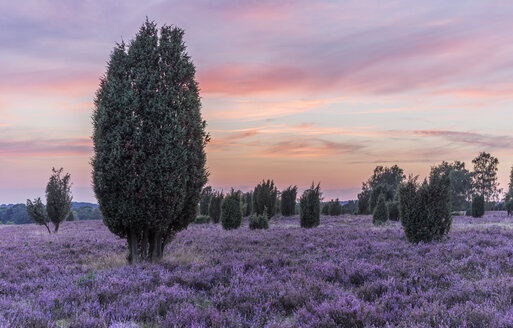 Deutschland, Niedersachsen, Heidekreis, Lüneburger Heide nach Sonnenuntergang - PVCF000130