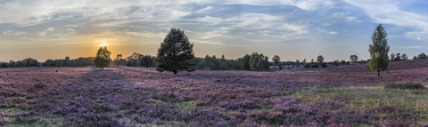 Deutschland, Niedersachsen, Heidekreis, Lüneburger Heide, lizenzfreies Stockfoto