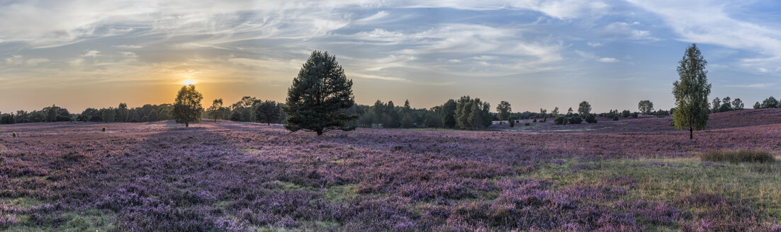 Deutschland, Niedersachsen, Heidekreis, Lüneburger Heide - PVCF000134