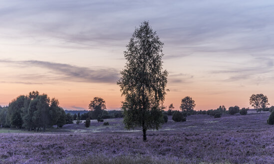 Deutschland, Niedersachsen, Heidekreis, Lüneburger Heide nach Sonnenuntergang - PVCF000135