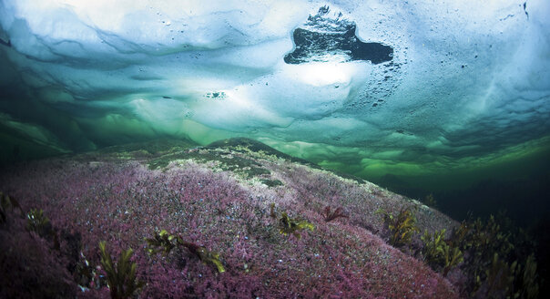 Russia, Arctic Circle Dive Centre, polar circle, algae under water - GNF001296