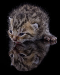 Kätzchen, Felis Silvestris Catus, mit Spiegelung auf schwarzem Grund - MJOF000831