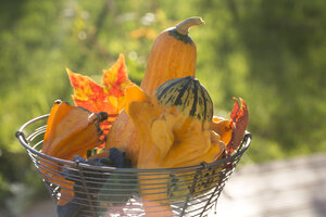 Drahtkorb mit Zierkürbissen und Herbstblättern im Sonnenlicht - SARF000909