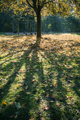 Einzelner Baum mit Herbstlaub auf einer Wiese - SARF000906