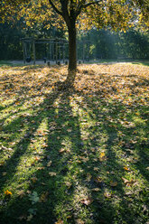 Single tree with autumn leaves on a meadow - SARF000906
