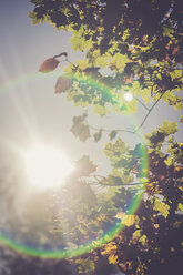 Blick auf strahlende Sonne und Herbstlaub von unten - SARF000905