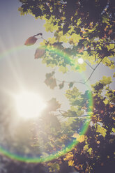 View to shining sun and autumn leaves from below - SARF000905